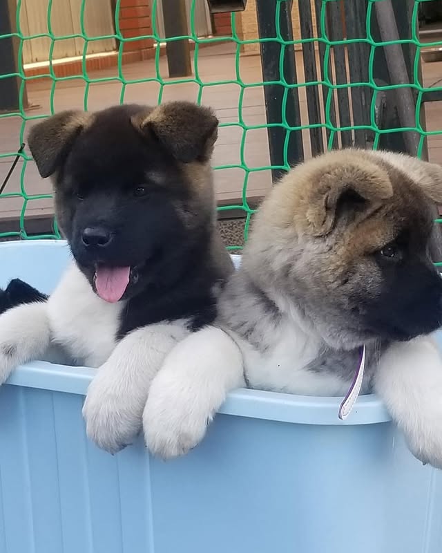akita puppies 1