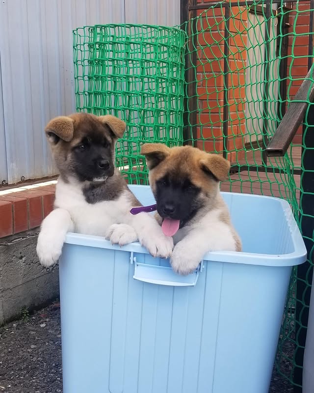 akita puppies 2