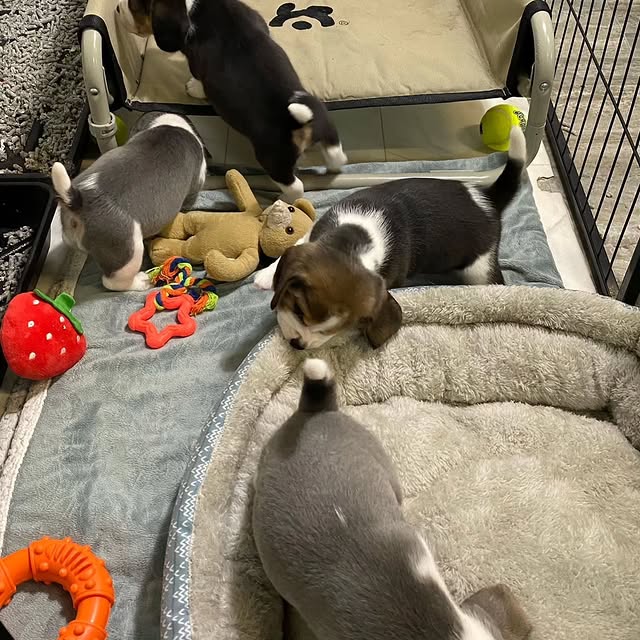 Available Puppies beagle puppies 1