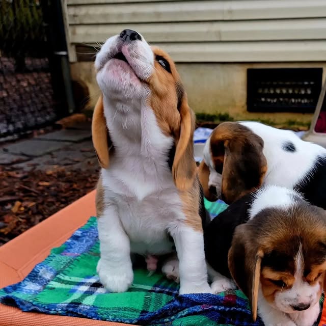 Available Puppies beagle puppies 4