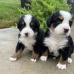 bernese mountain puppies 1
