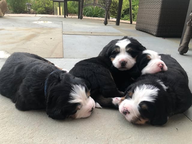 bernese mountain puppies 2