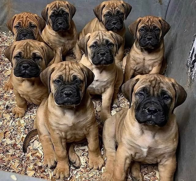 Available Puppies boerboel 1