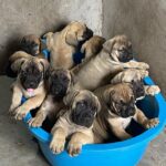 boerboel 2