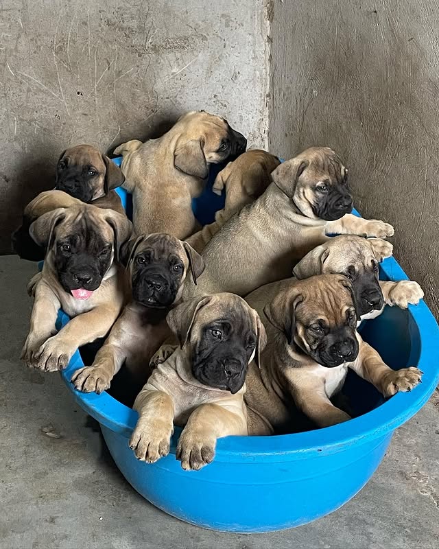 Available Puppies boerboel 2
