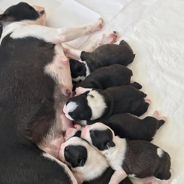 Available Puppies boston terrier puppies 1