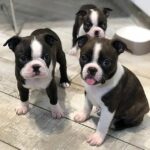boston terrier puppies 3