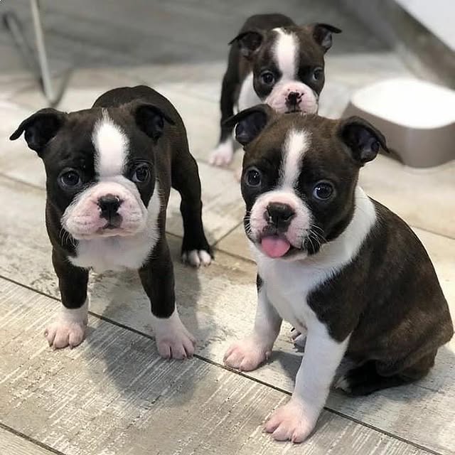 Available Puppies boston terrier puppies 3