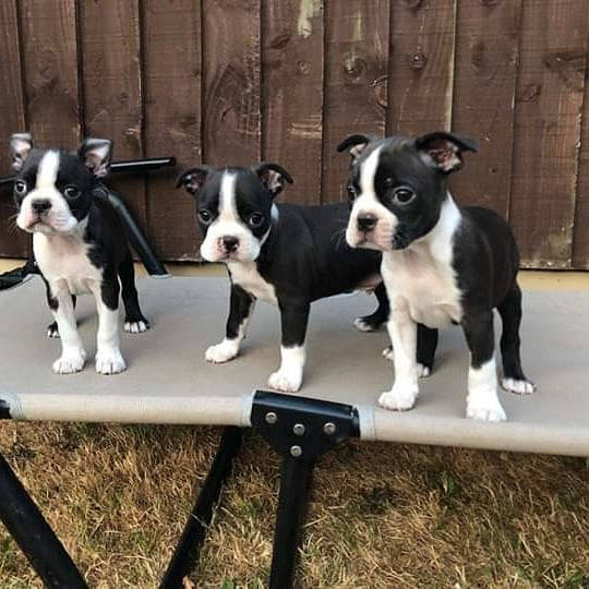 Available Puppies boston terrier puppies 4