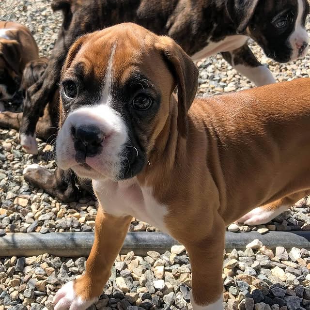 Available Puppies boxer puppies 1