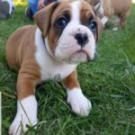 boxer puppies 3