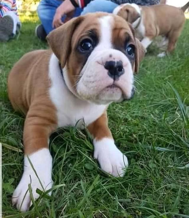 Available Puppies boxer puppies 3