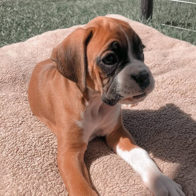Available Puppies boxer puppies 4