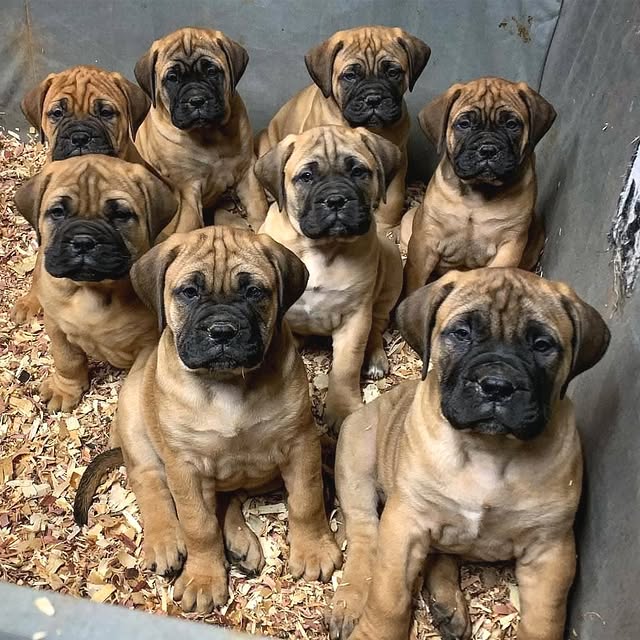 Available Puppies bullmastiff puppies 2