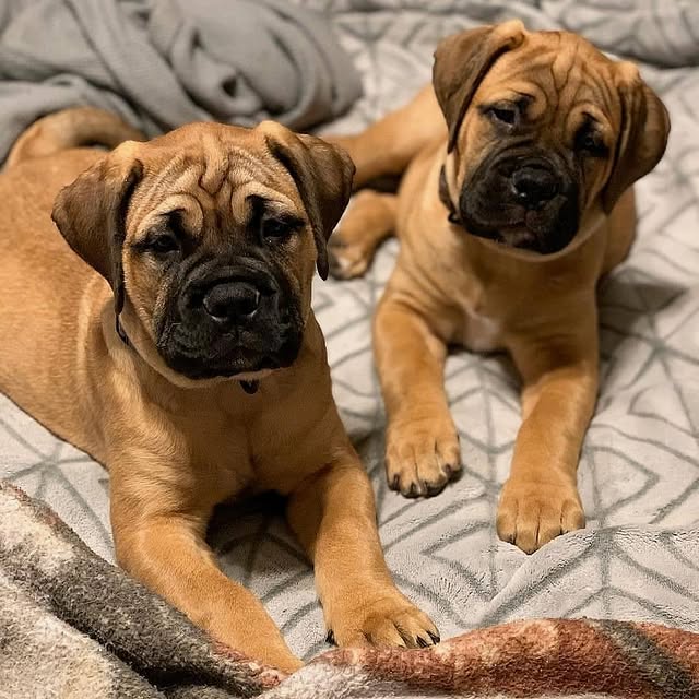 Available Puppies bullmastiff puppies 4