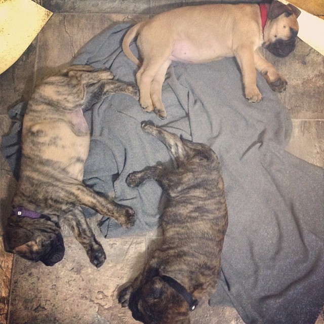 Available Puppies bullmatiff puppies 1