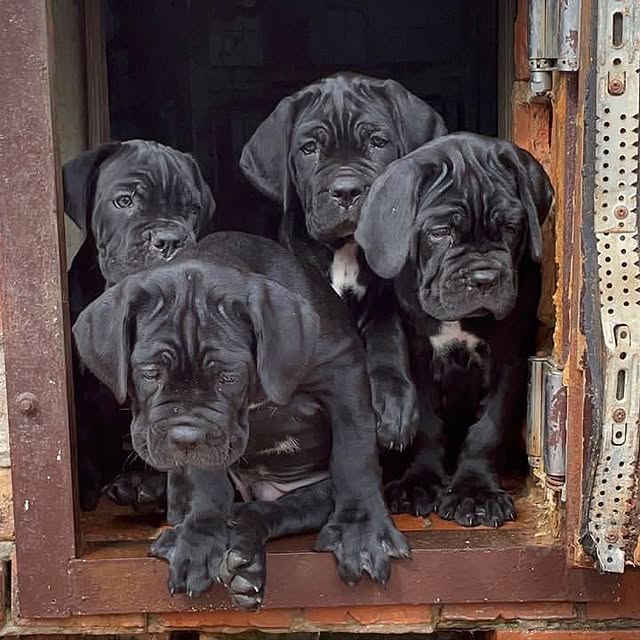 cane corso puppies 1