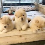 chow chow puppies 3