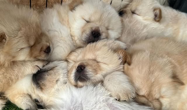 Available Puppies chow chow puppies 4
