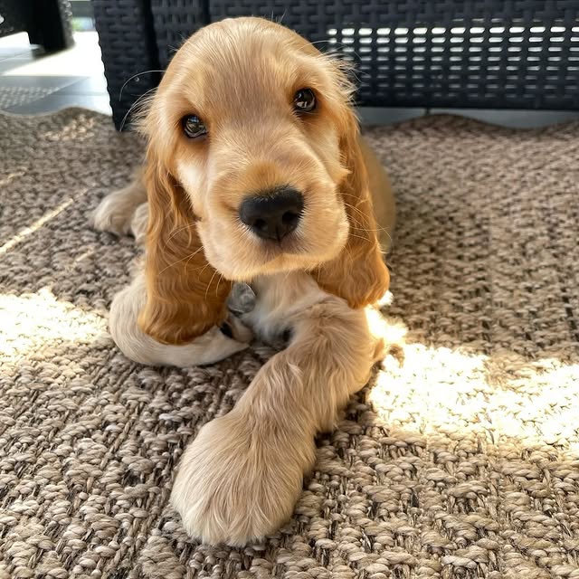Available Puppies cocker spaniel puppies 3