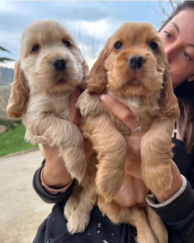Available Puppies cocker spaniel puppies 4