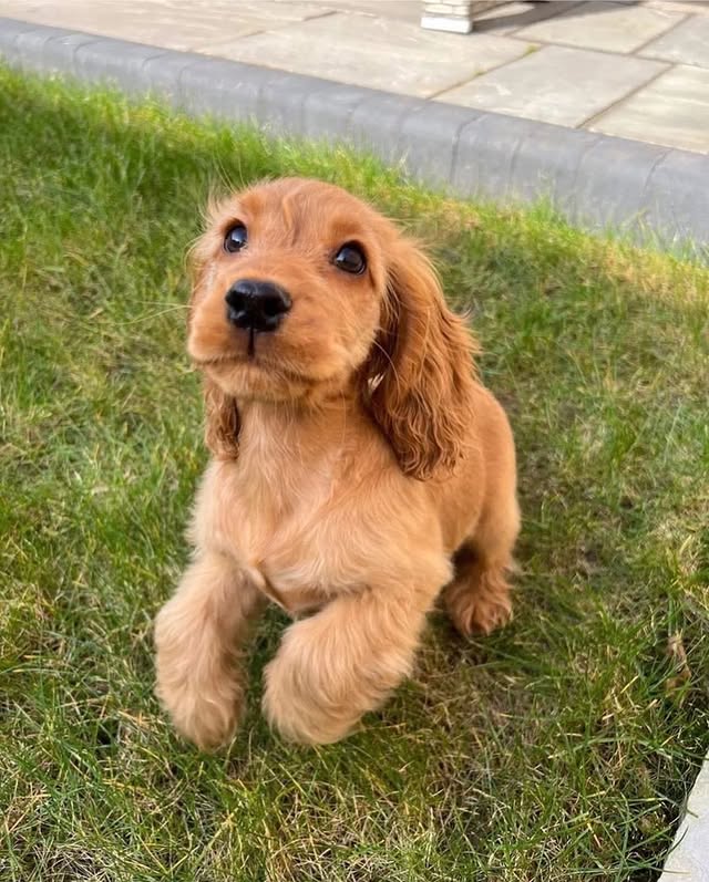 Available Puppies cocker spaniel puppies2