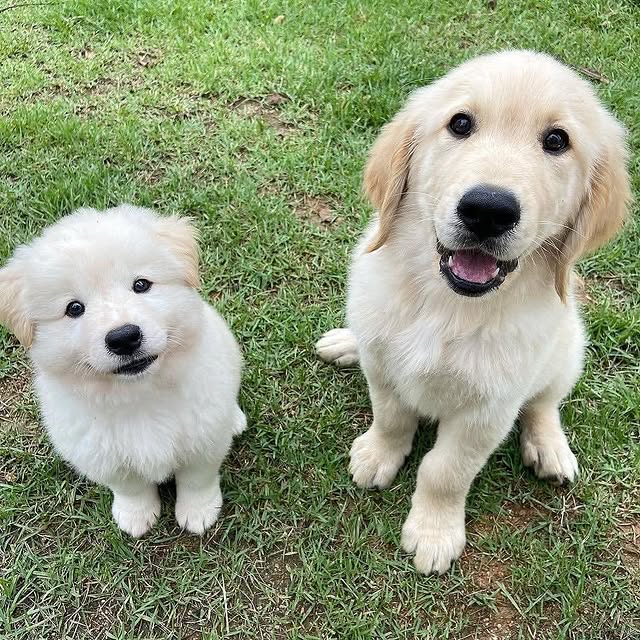Available Puppies golden retriever puppies 3