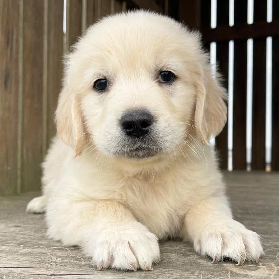 Available Puppies golden retriver puppies 1