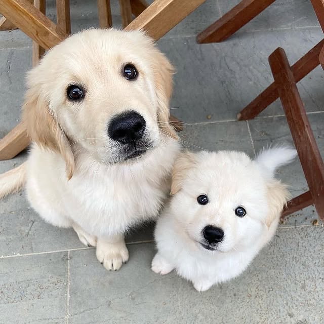 Available Puppies golden retriver puppies 2