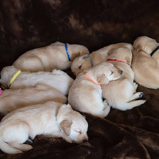 Available Puppies golden retriver puppies 4