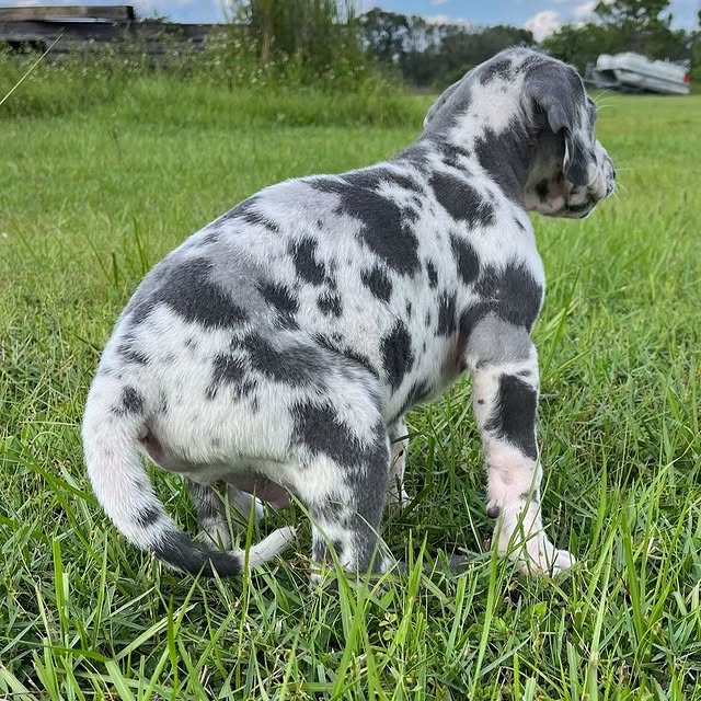Available Puppies great dane puppies 2