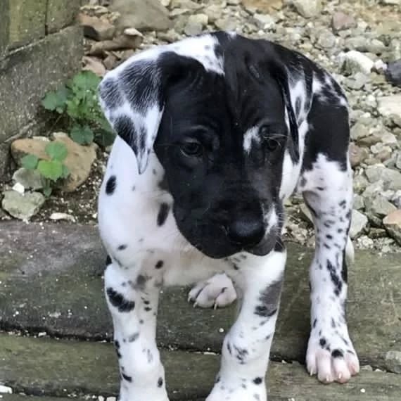 Available Puppies great dane puppies 3