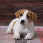 jack russell puppies 1