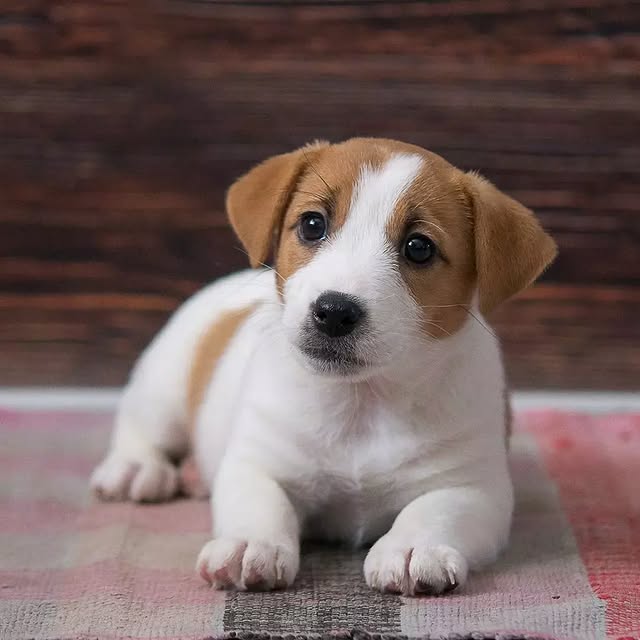 Available Puppies jack russell puppies 1