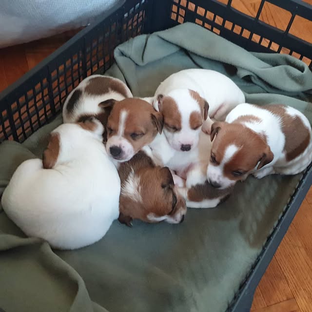 Available Puppies jack russell puppies 2