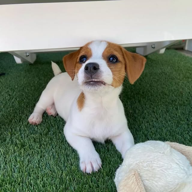 Available Puppies jack russell puppies 3