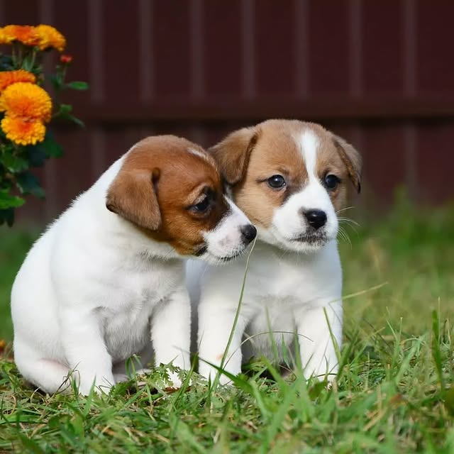 Available Puppies jack russell puppies 4
