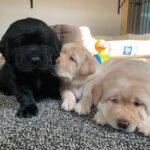 labrador puppies 3