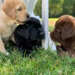 labrador puppies1