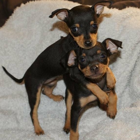 miniature pinscher 1