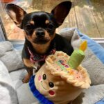 miniature pinscher 3