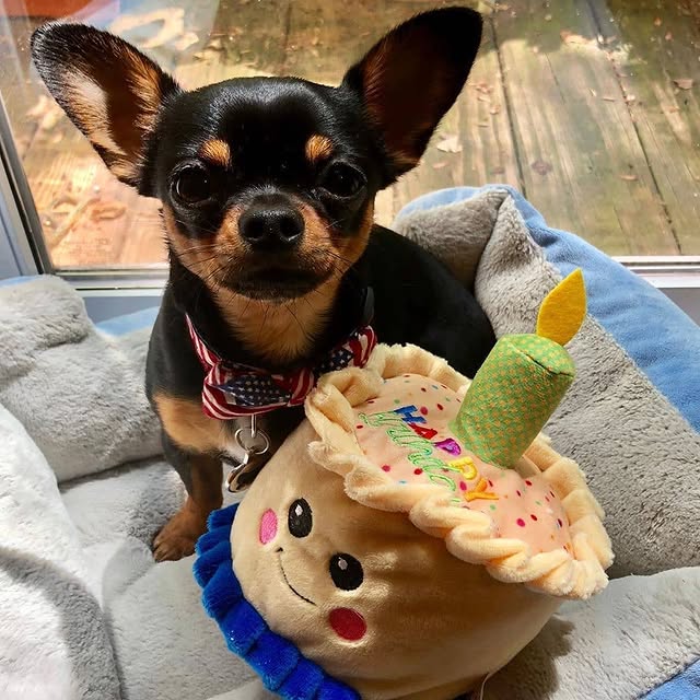 miniature pinscher 3