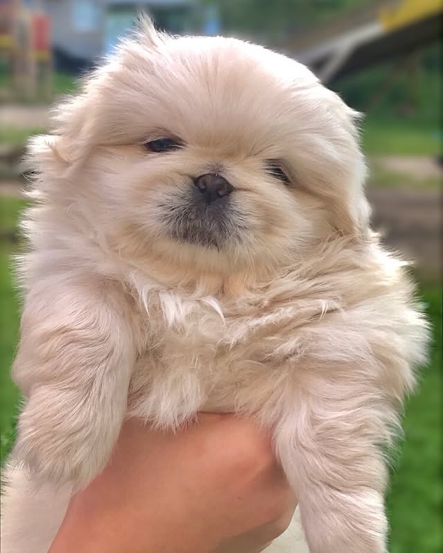 Available Puppies pekingese puppies 1