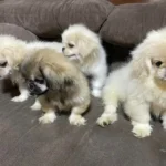 pekingese puppies 22