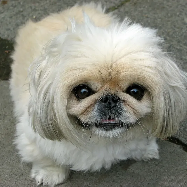 Available Puppies pekingese puppies 3