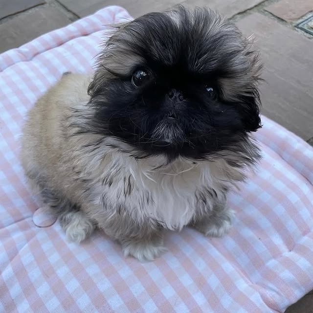Available Puppies pekingese puppies 4