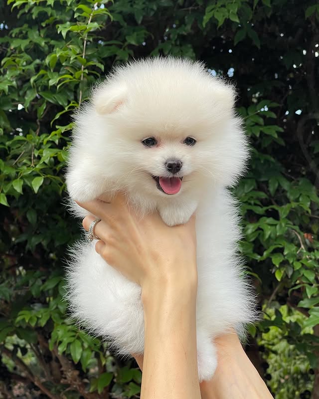 Available Puppies pomeranian puppies 2