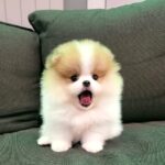 pomeranian puppies 3