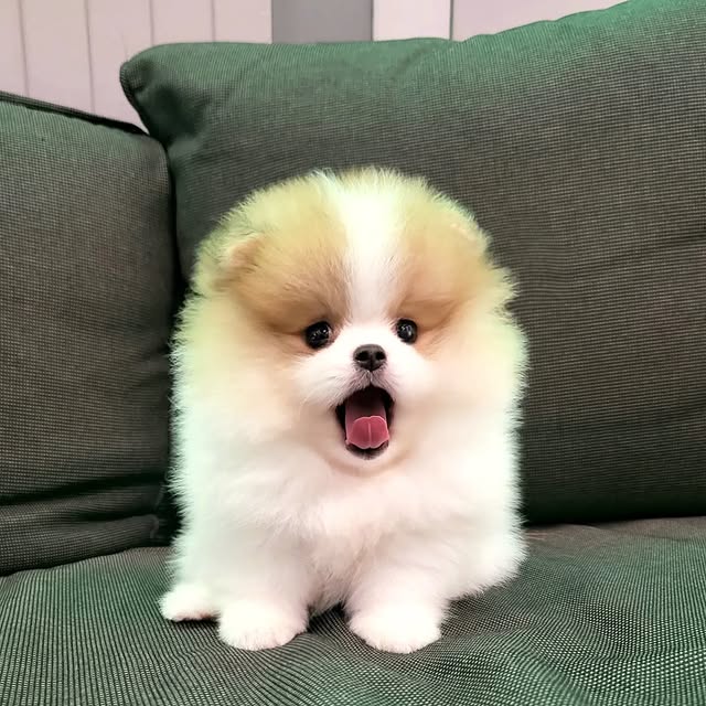 Available Puppies pomeranian puppies 3