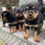 rottweiler puppies 1